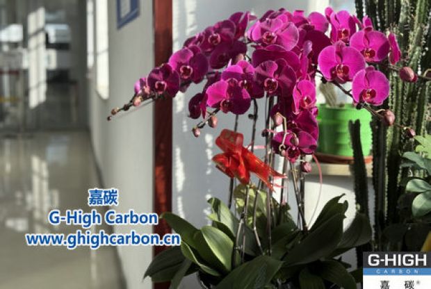 蝴蝶蘭綻活力，政企情暖新春