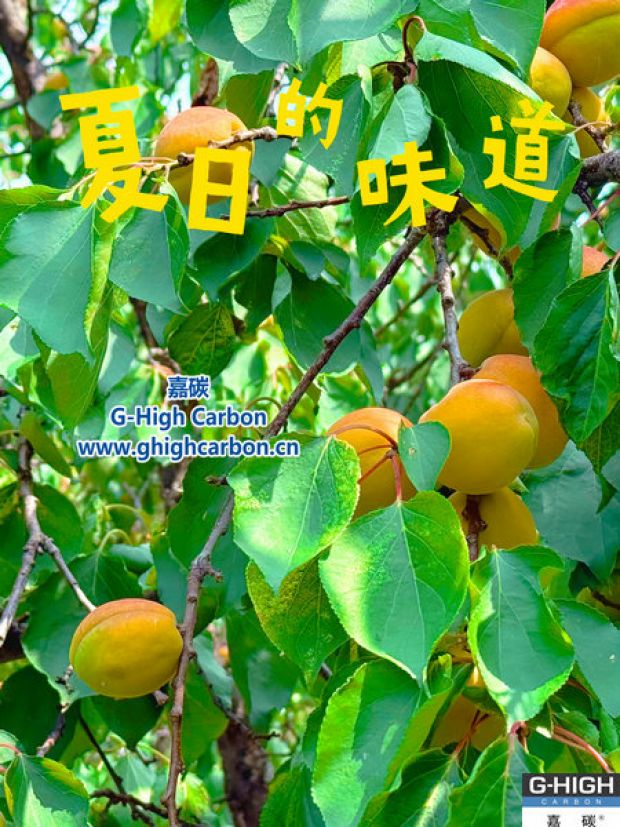 杏果滿枝時，窺見嘉碳環(huán)?！吧L力”